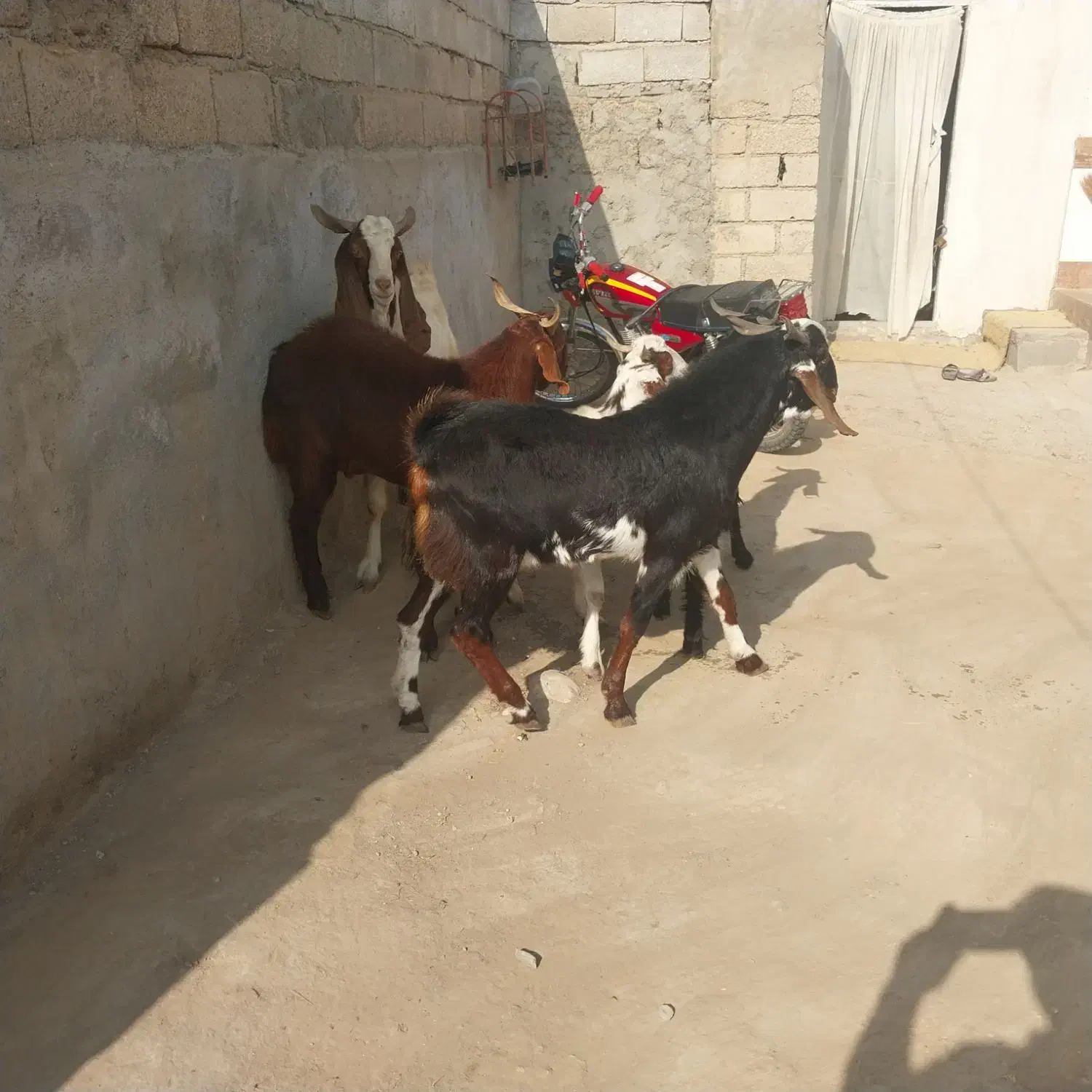 بز غاله نر ویک تکه تخمی داشتی وزن بالا|حیوانات مزرعه|گنبد کاووس, |دیوار