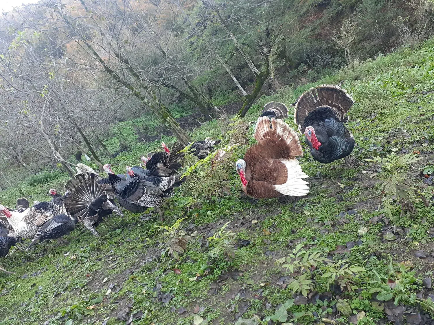 بوقلمون ارگانیک|حیوانات مزرعه|آستارا, |دیوار