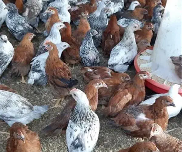 جوجه مرغ و خروس|حیوانات مزرعه|طبس, |دیوار