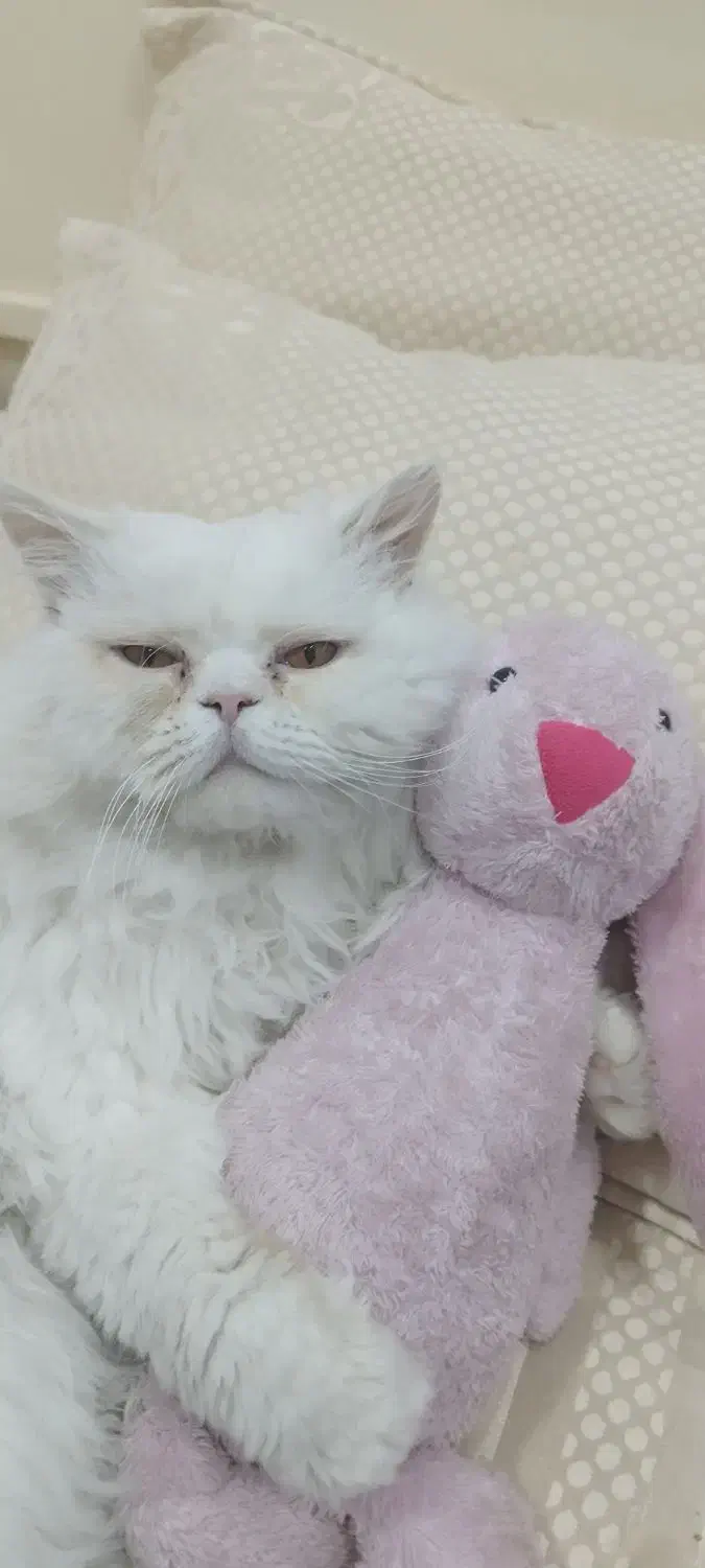 گم شده|حیوانات|رفسنجان, |دیوار