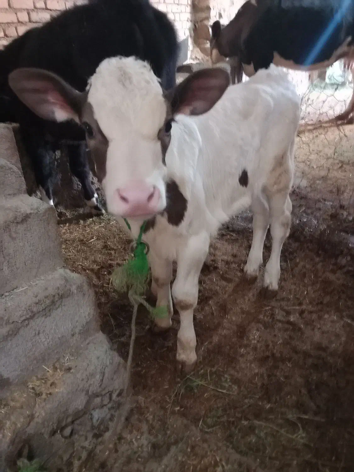 گاو سیمینتال و گوساله ماده شاروله|حیوانات مزرعه|بیلوار, |دیوار