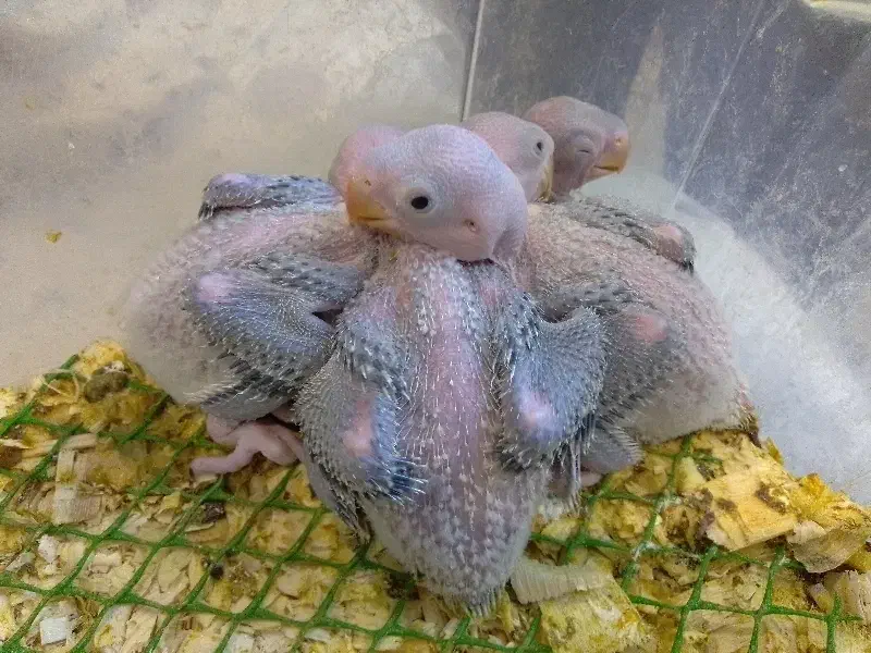 شاه طوطی|پرنده|مشکین‌دشت, |دیوار