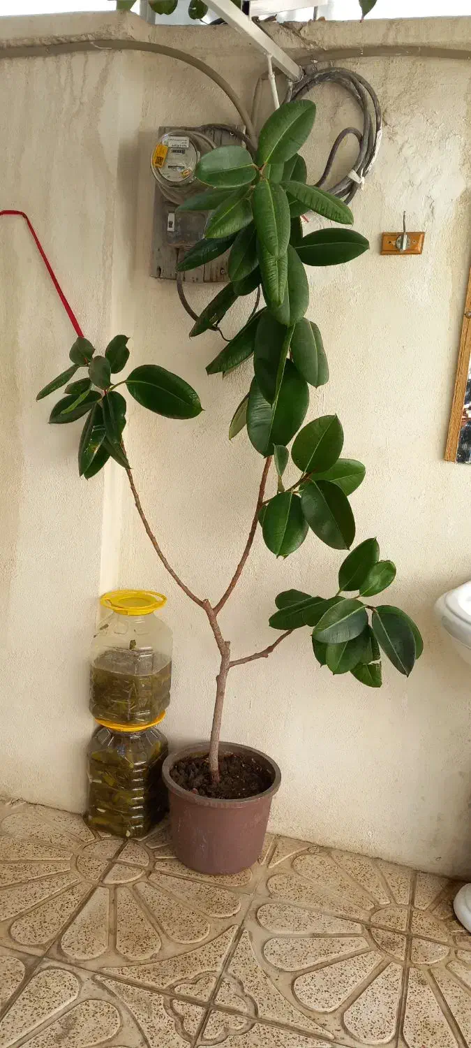 به علت جا در منزل نبود|گل مصنوعی|ارومیه, |دیوار