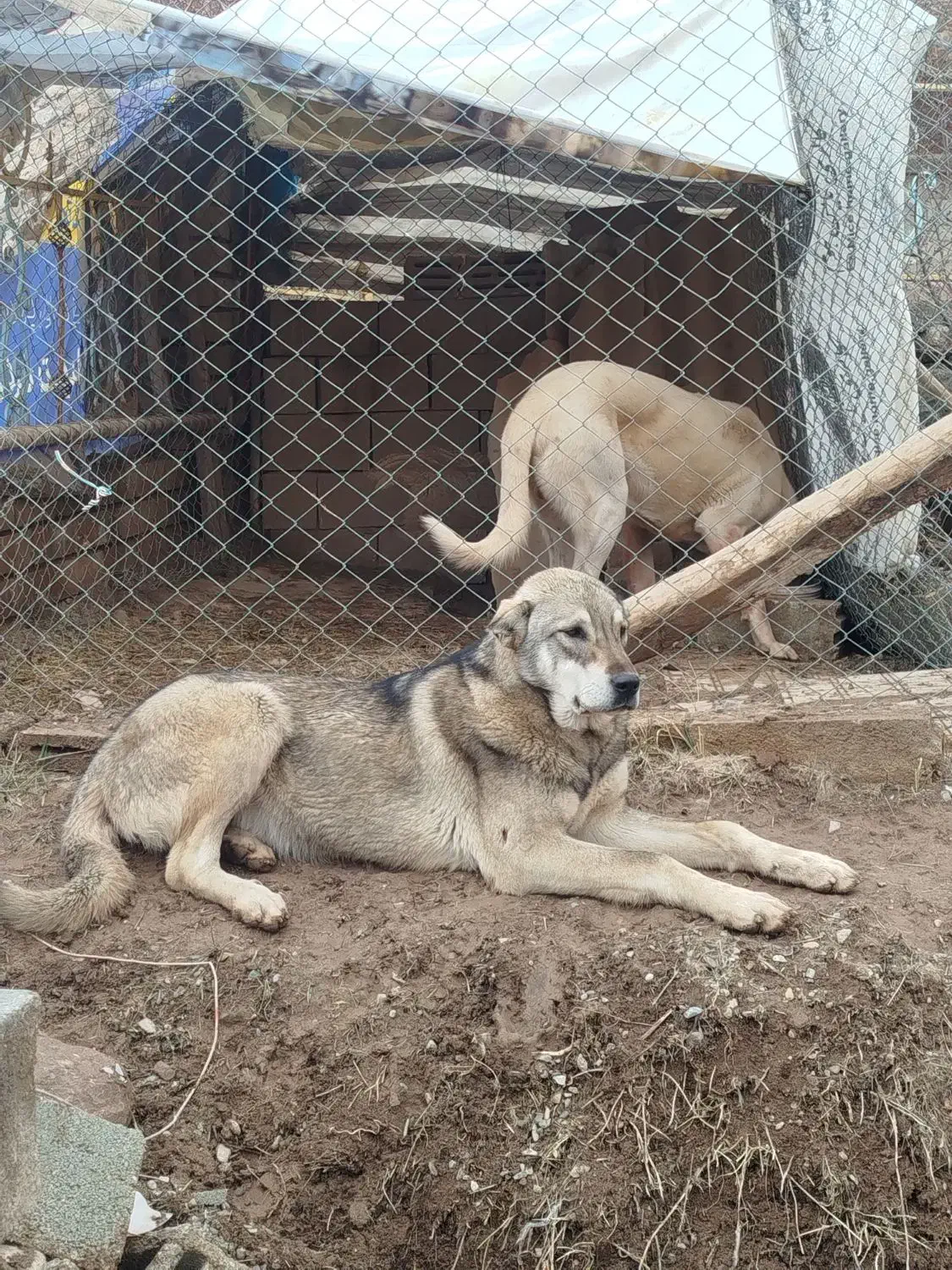 واگذاری سگ|سگ|صوفیان, |دیوار