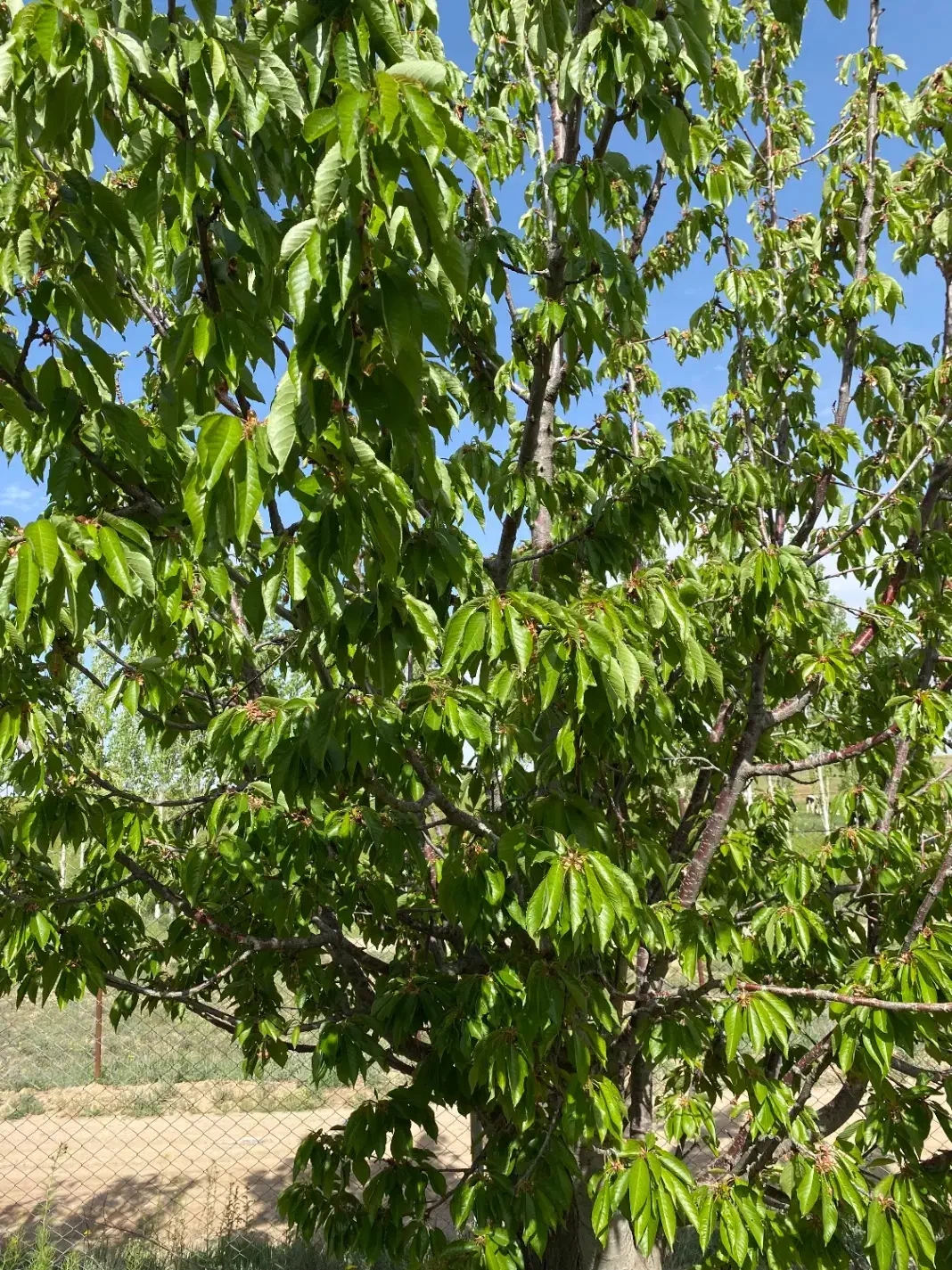 باغ شهر|فروش دفتر صنعتی، کشاورزی، تجاری|زنجان, |دیوار