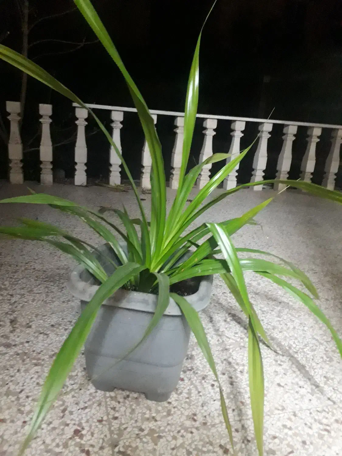 گل وگیاه|گل و گیاه طبیعی|گلبهار, شهر جدید گلبهار|دیوار