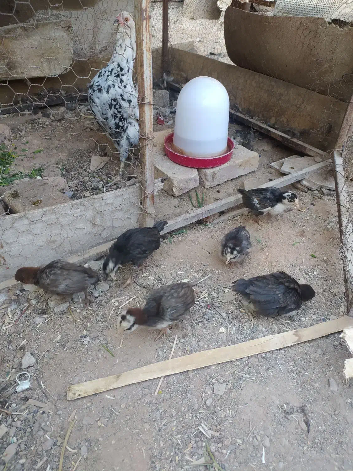 جوجه گلین 1ماهه دونه70|حیوانات مزرعه|مبارکه, |دیوار