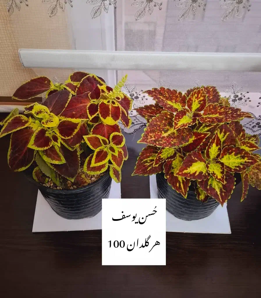 پخش گل به قیمت گلخانه|گل و گیاه طبیعی|اسلامشهر, شهرک قائمیه|دیوار