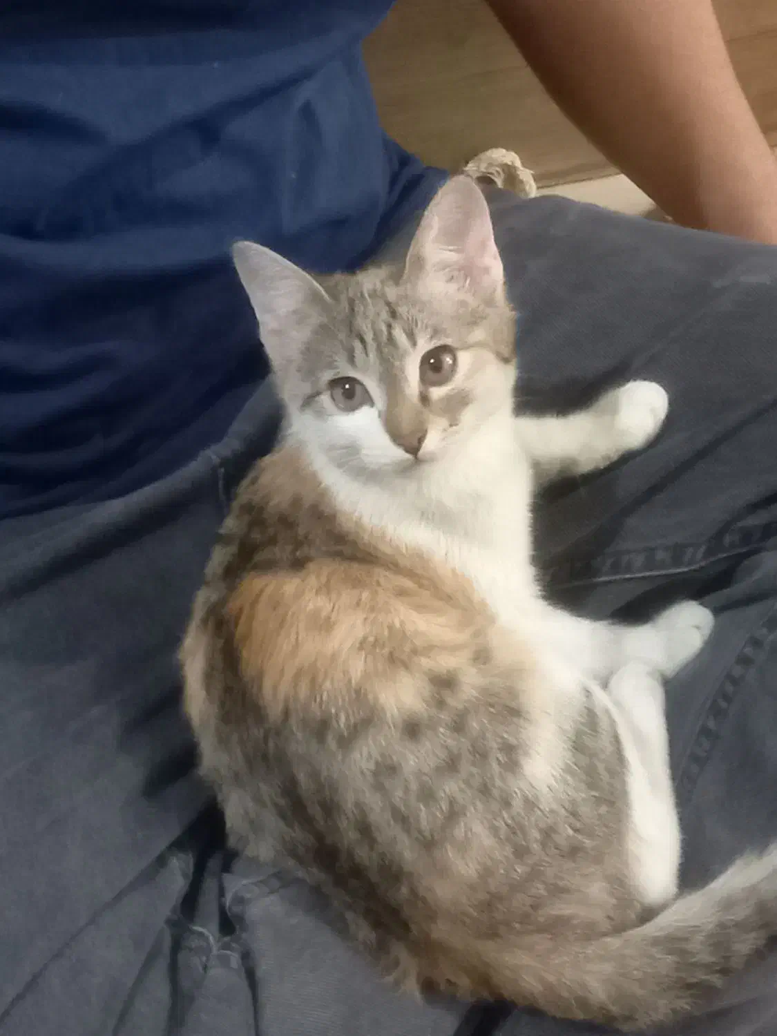 گربه|گربه|رباط‌کریم, رباط‌کریم|دیوار