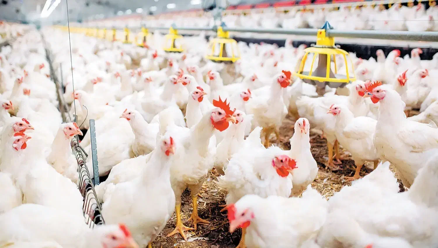 استخدام شاگرد مرغ فروشی|استخدام خدمات فروشگاه و رستوران|سراوان, |دیوار