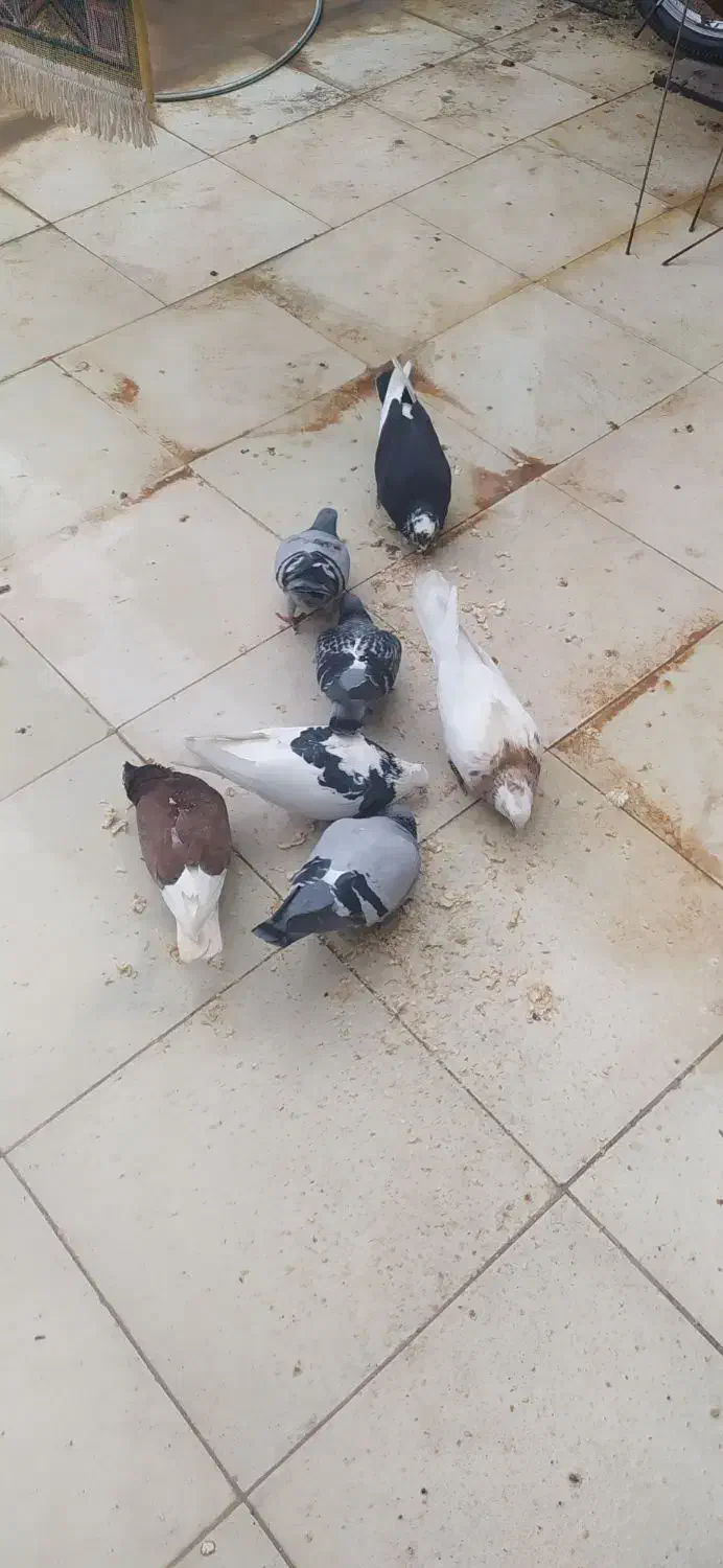 هشت عدد کبوتر|حیوانات|سرپل ذهاب, |دیوار