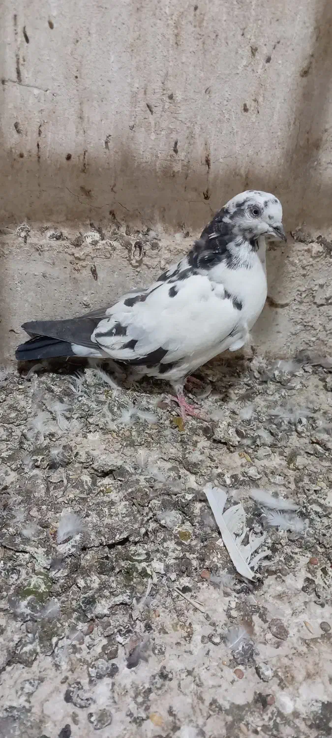 ۳ عدد گرفتنی|پرنده|قم, حنیف نژاد|دیوار