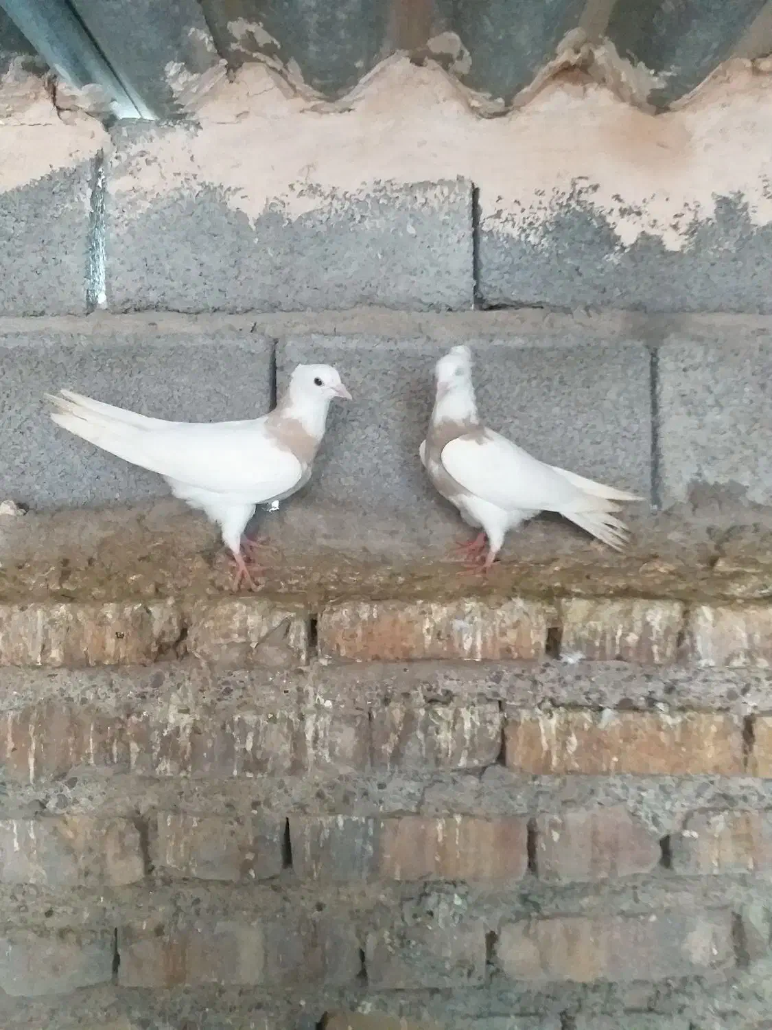 طوقی|پرنده|جیرفت, |دیوار