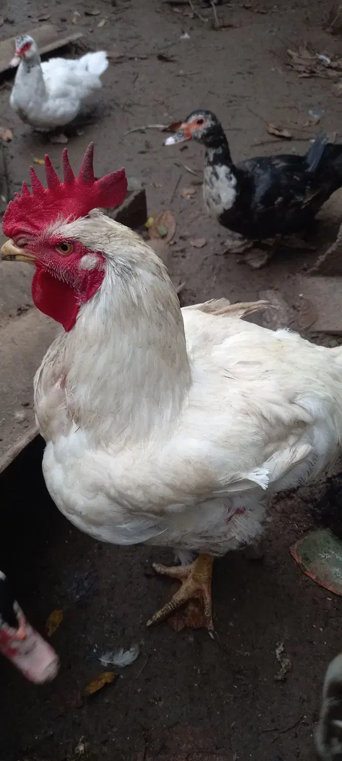 خروس گوشتی|حیوانات مزرعه|کلارآباد, |دیوار