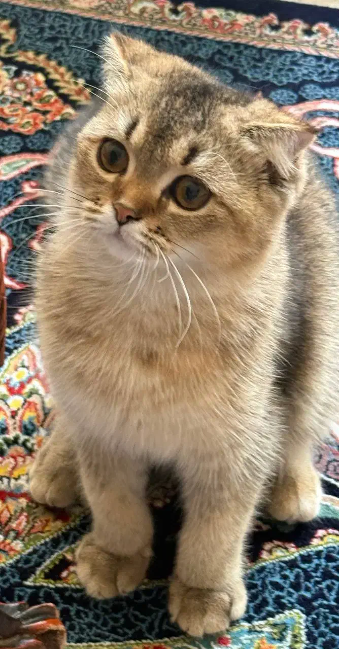 پت خوانگی گربه بیریتیش واسکاتیش|گربه|کرج, برغان|دیوار