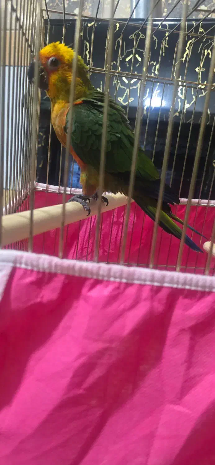 فروش یک عدد طوطی خورشیدی|پرنده|خمینی‌شهر, |دیوار