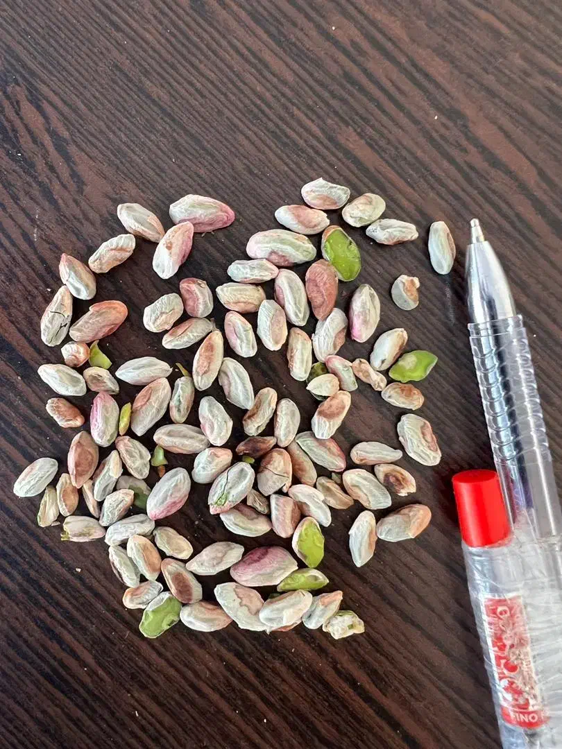 مرکزتولیدوخریدوفروش پسته ومغزفیض آبادمه ولات|خوردنی و آشامیدنی|مه ولات, |دیوار