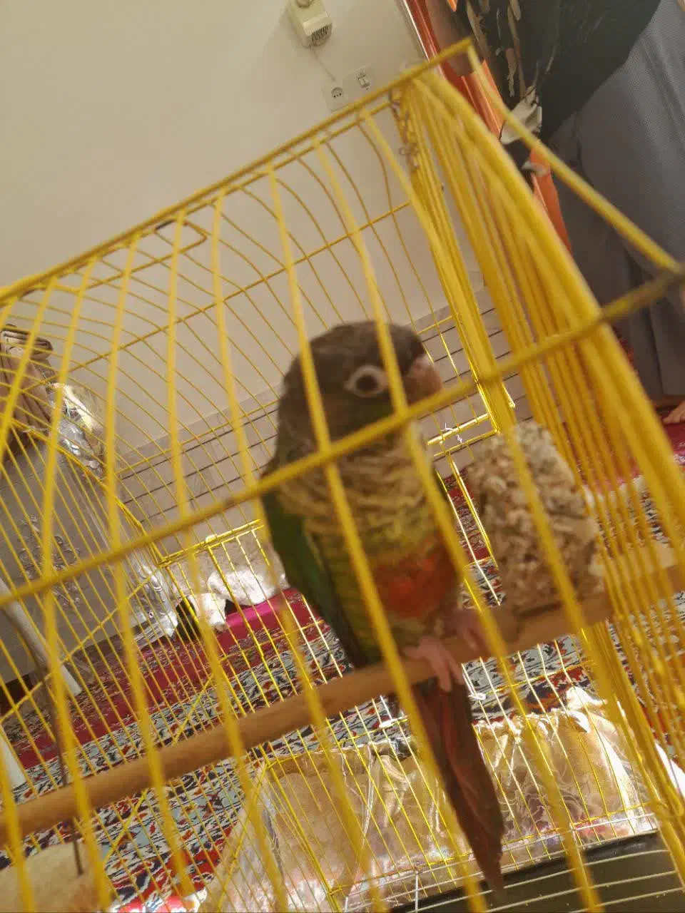 طوطی گرینچیک فول دستی|پرنده|مشهد, انقلاب|دیوار