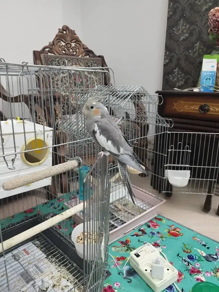 واگذاری عروس هلندی|پرنده|کرمان, |دیوار