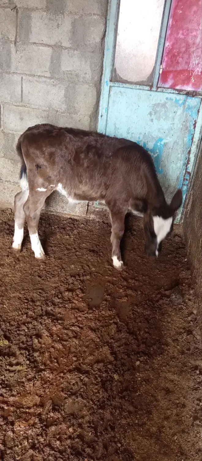 گاو|حیوانات مزرعه|یاسوج, |دیوار