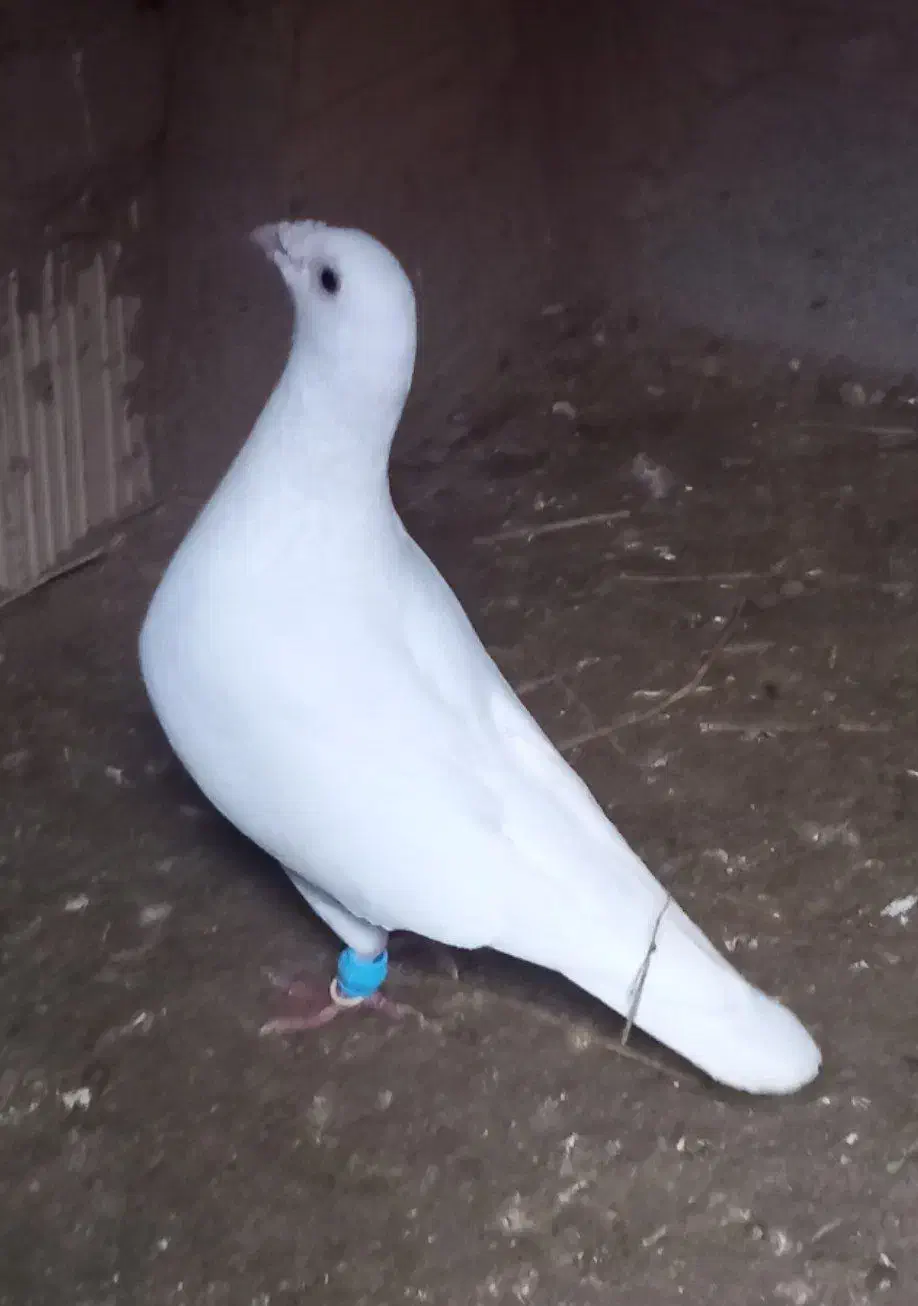 کبوتر|حیوانات|اسفرورین, |دیوار