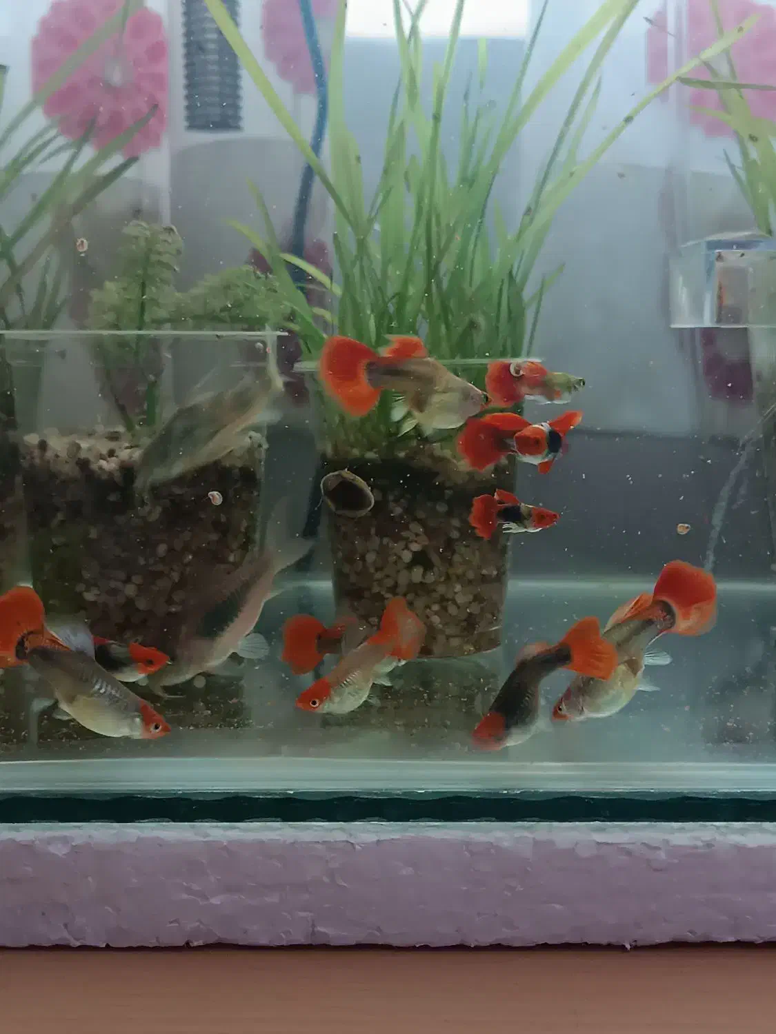 گوپی کوی|ماهی|فردیس, فردیس|دیوار