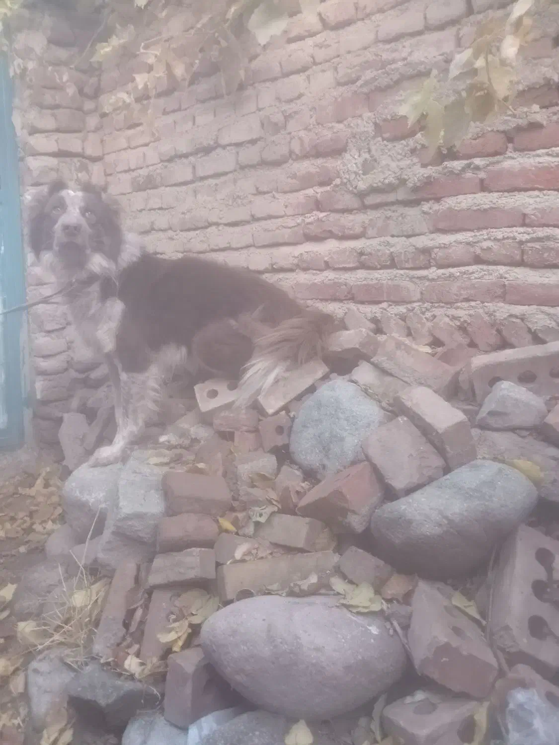 واگذاری سگ|سگ|تبریز, |دیوار