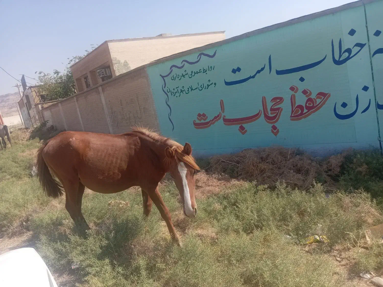 اسب نریان نژاد دار|اسب و تجهیزات اسب‌سواری|اندیکا, |دیوار