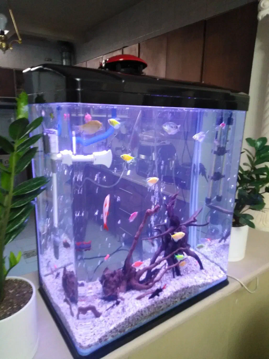 فروش فوری فوری آکواریوم دلسا|ماهی|شیراز, زرگری|دیوار