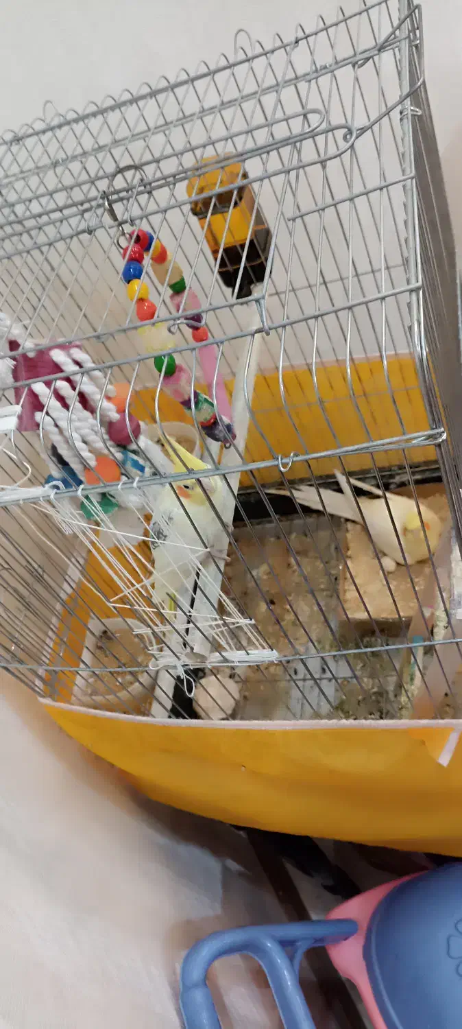 طوطی عروس مولد|پرنده|ابهر, |دیوار