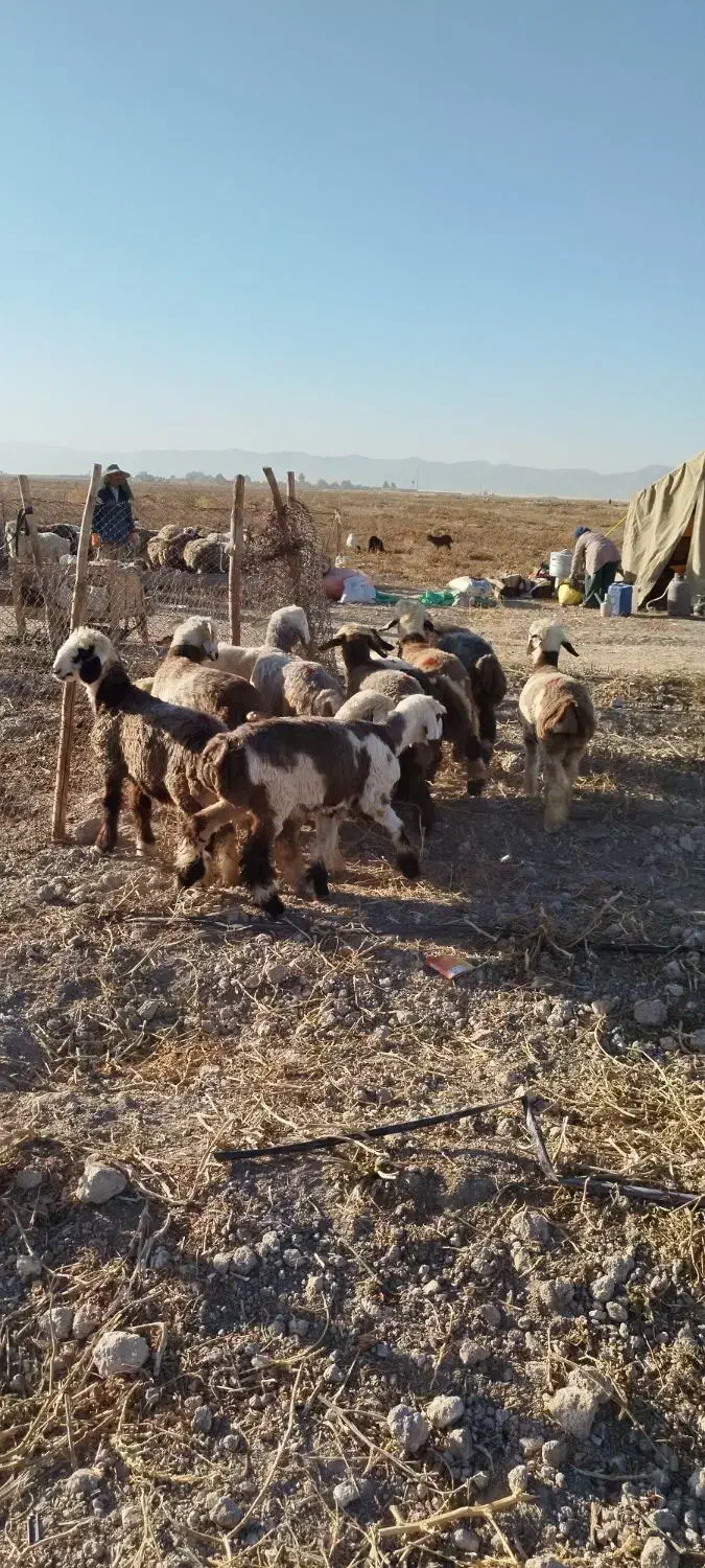 بره نر و ماده چاق|حیوانات مزرعه|مرودشت, رامجرد یک|دیوار