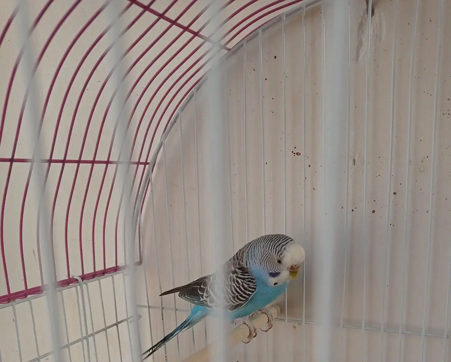 مرغ عشق|پرنده|شیراز, غدیر جنوبی|دیوار