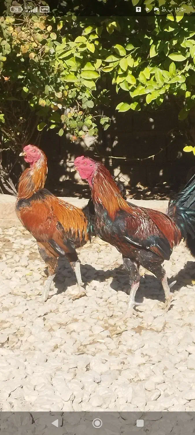 فروش خروس لاری و تزیینی مرغ جوجه|حیوانات مزرعه|کوار, |دیوار