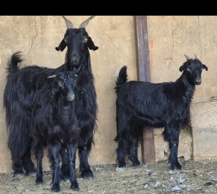 دو راس بز دوکهره ای  دوباره آبستن|حیوانات مزرعه|کوار, |دیوار