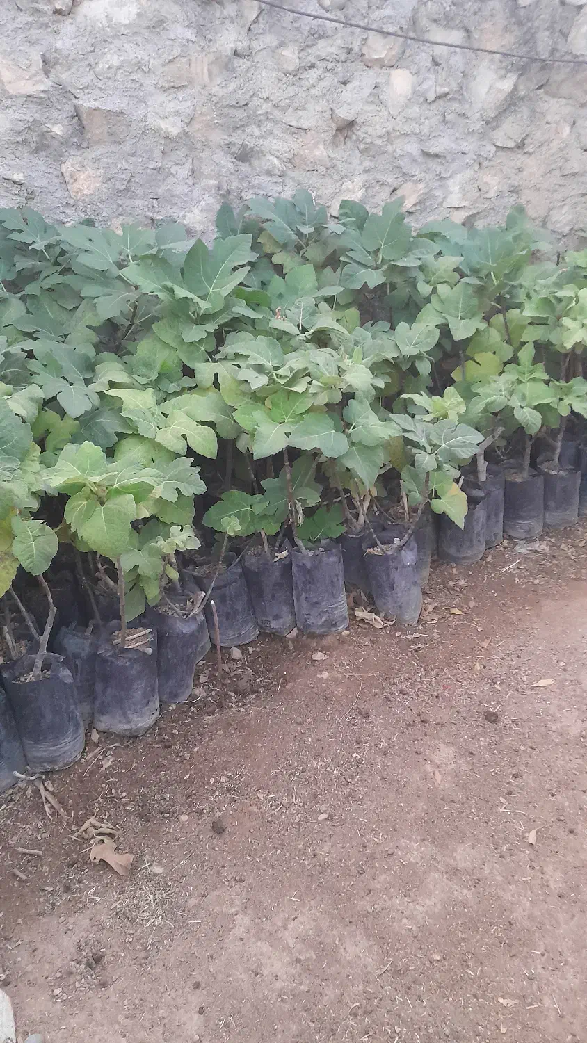 درخت انجیر ۲ ساله|گل و گیاه طبیعی|کوهدشت, |دیوار