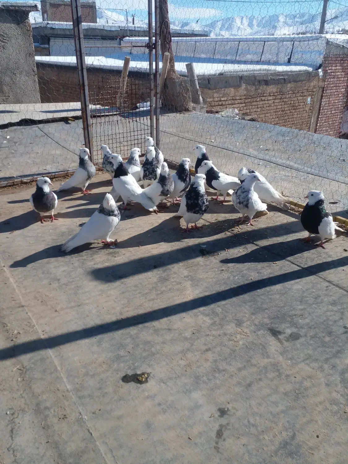 کفتر طوقی|پرنده|سقز, |دیوار