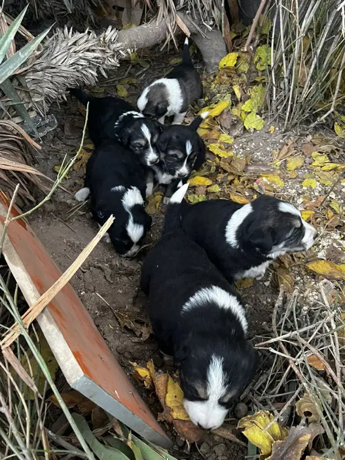 واگذاری رایگان توله سگ ۲ ماهه|سگ|پردیس, شهرک صنعتی کمرد|دیوار