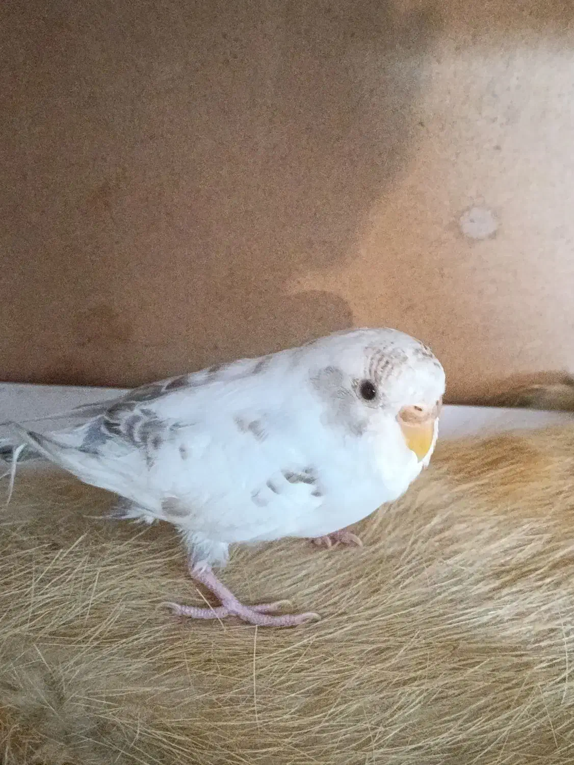 پرنده|پرنده|مشهد, رضاشهر|دیوار