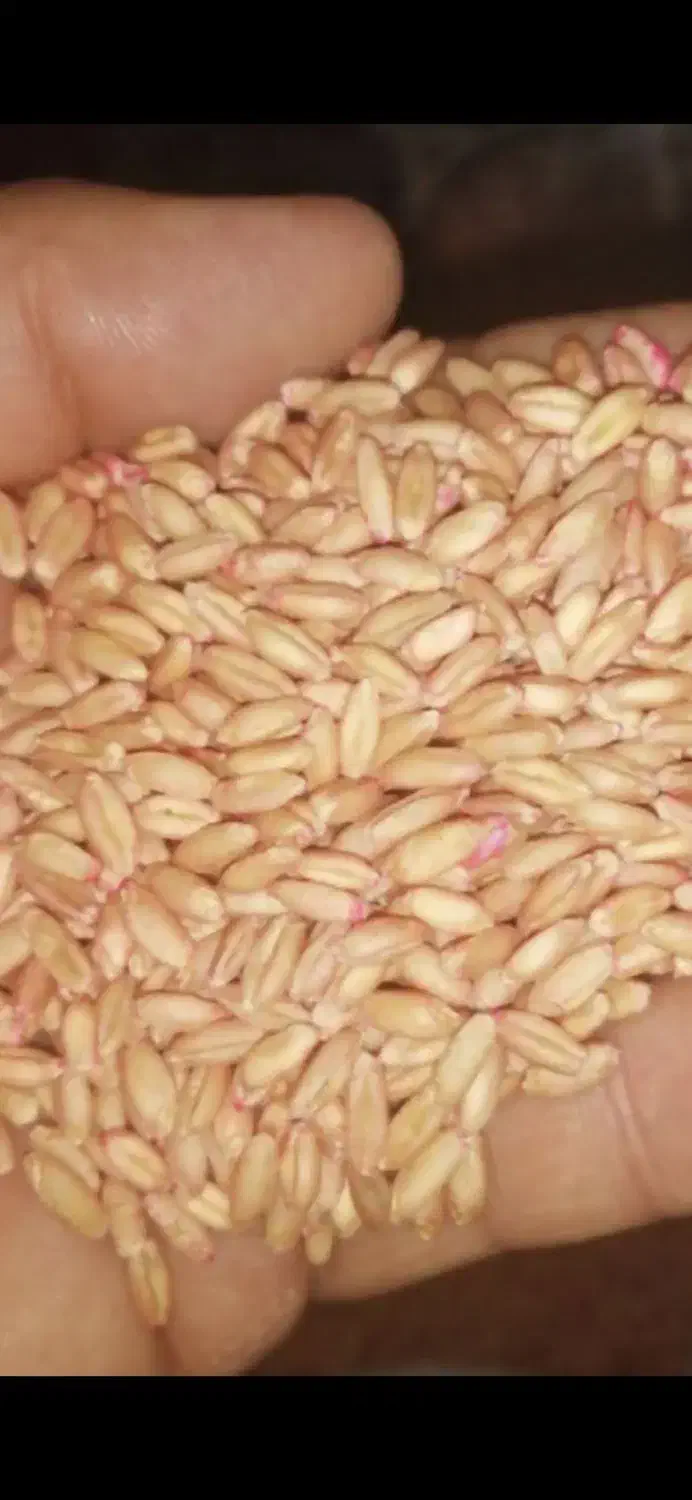 فروشنده گندم|خدمات باغبانی و درختکاری|کاکاوند, |دیوار