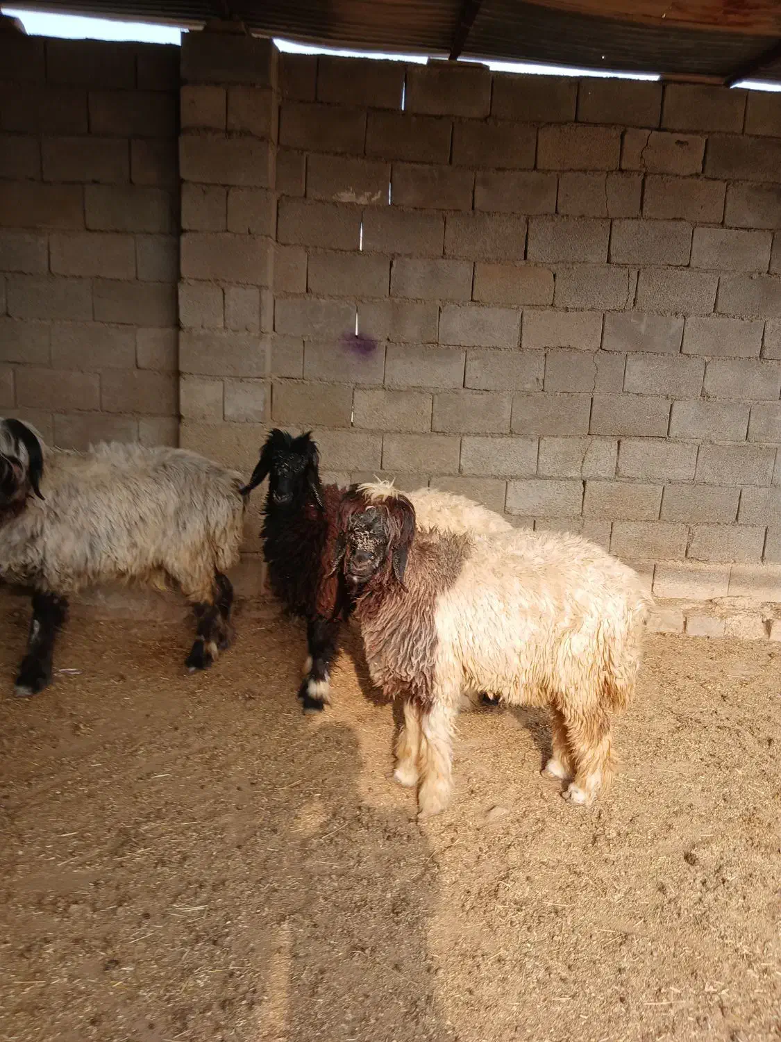 بره تخمی فروشی دو راس کله سیاه ماده|حیوانات مزرعه|گتوند, |دیوار