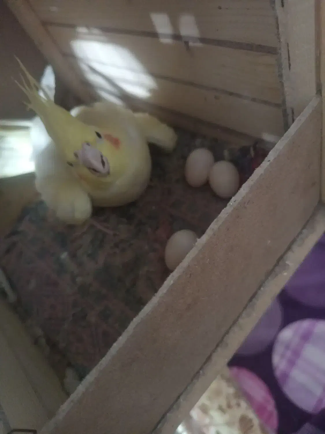 عروس هلندی مولد|پرنده|کرج, فاز ۵ مهرشهر|دیوار