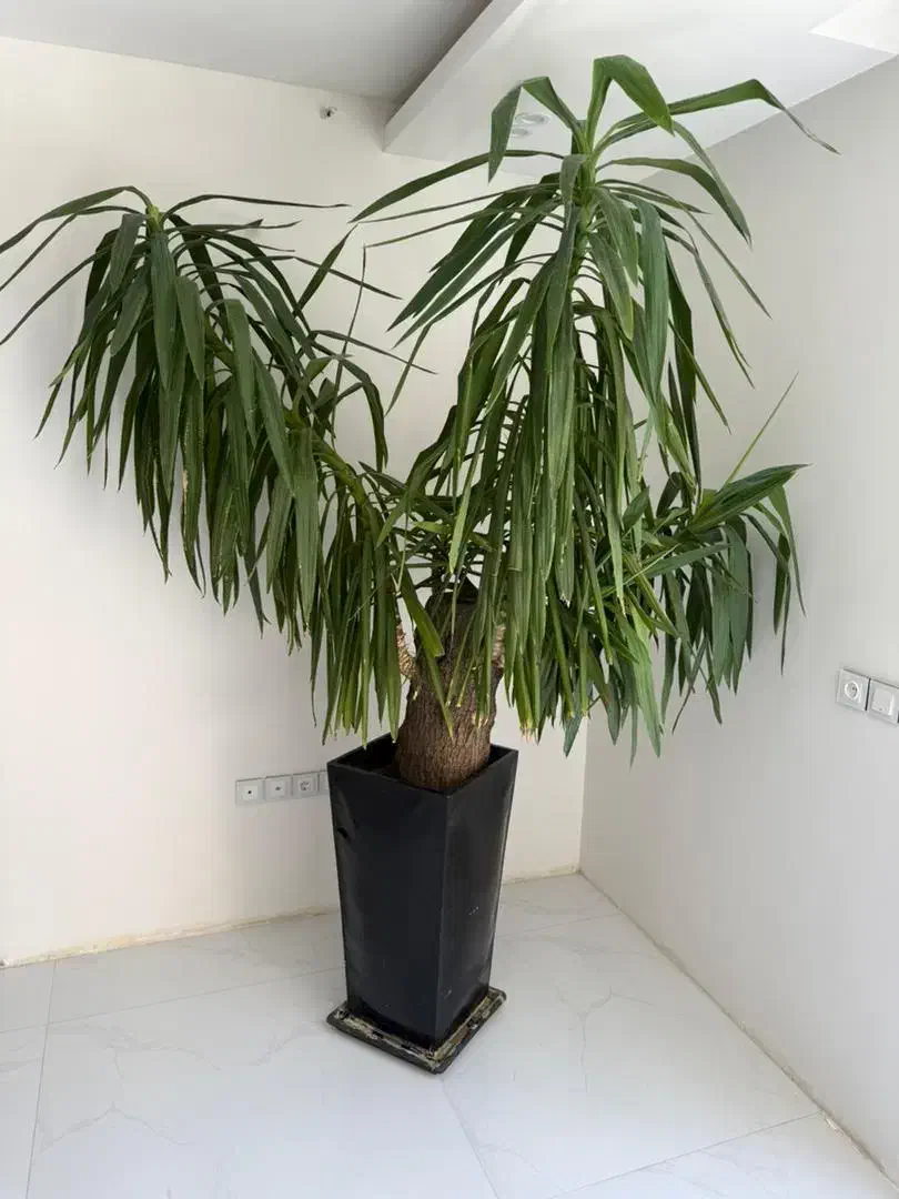 یوکای بسیار بزرگ و زیبا|گل و گیاه طبیعی|اصفهان, مرداویج|دیوار