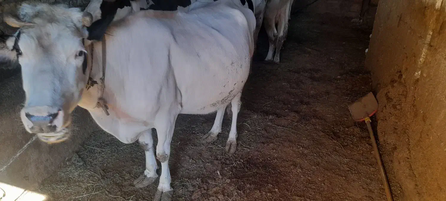 گاو شیری سالم وسرحال|حیوانات مزرعه|خواجه, |دیوار