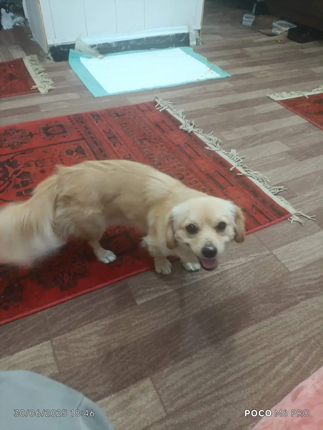 گمشدن سگ|حیوانات|بوشهر, |دیوار