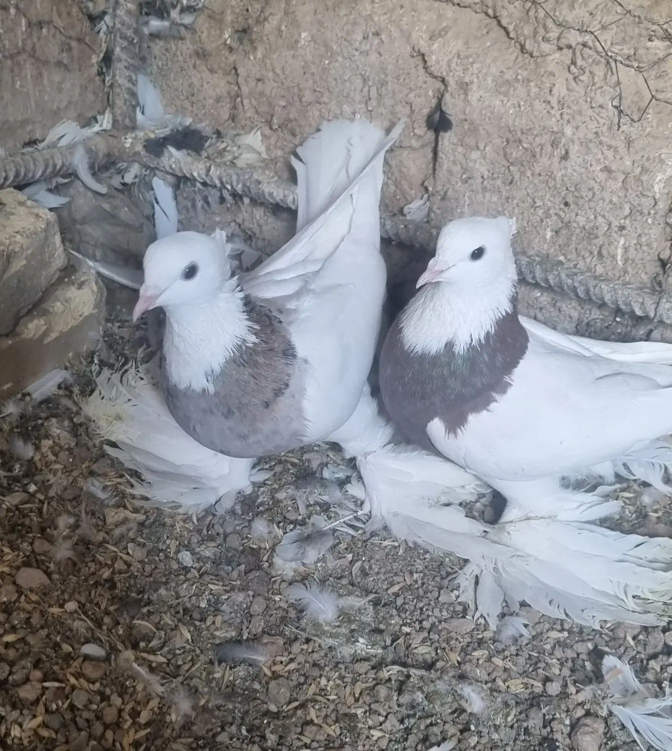 طوقی پاپر|پرنده|مبارکه, |دیوار