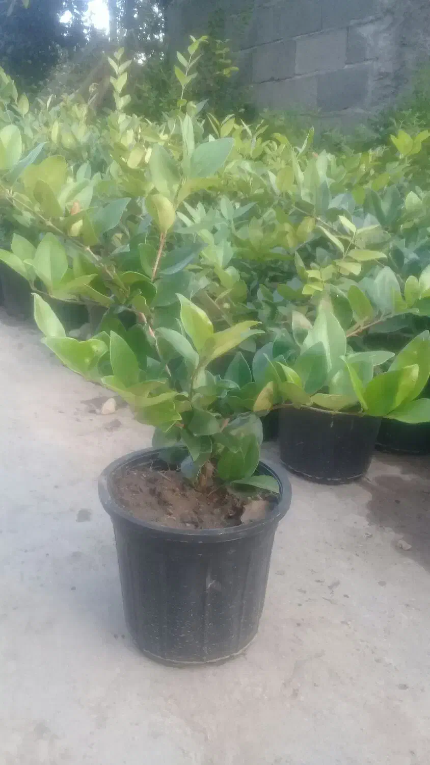 فروش پالم و یاس هلندی|گل و گیاه طبیعی|رحیمآباد, |دیوار