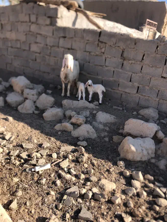 کوسفند مری با دو بره ماده فروش فوری|حیوانات مزرعه|زابل, |دیوار