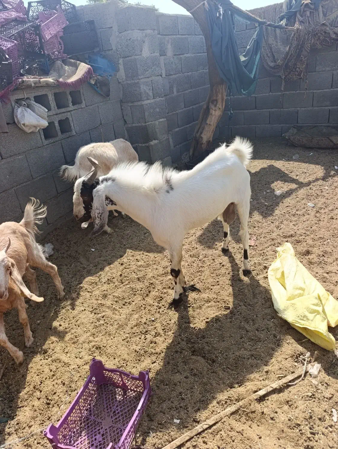 قیمت 15000|حیوانات مزرعه|قلعه گنج, |دیوار