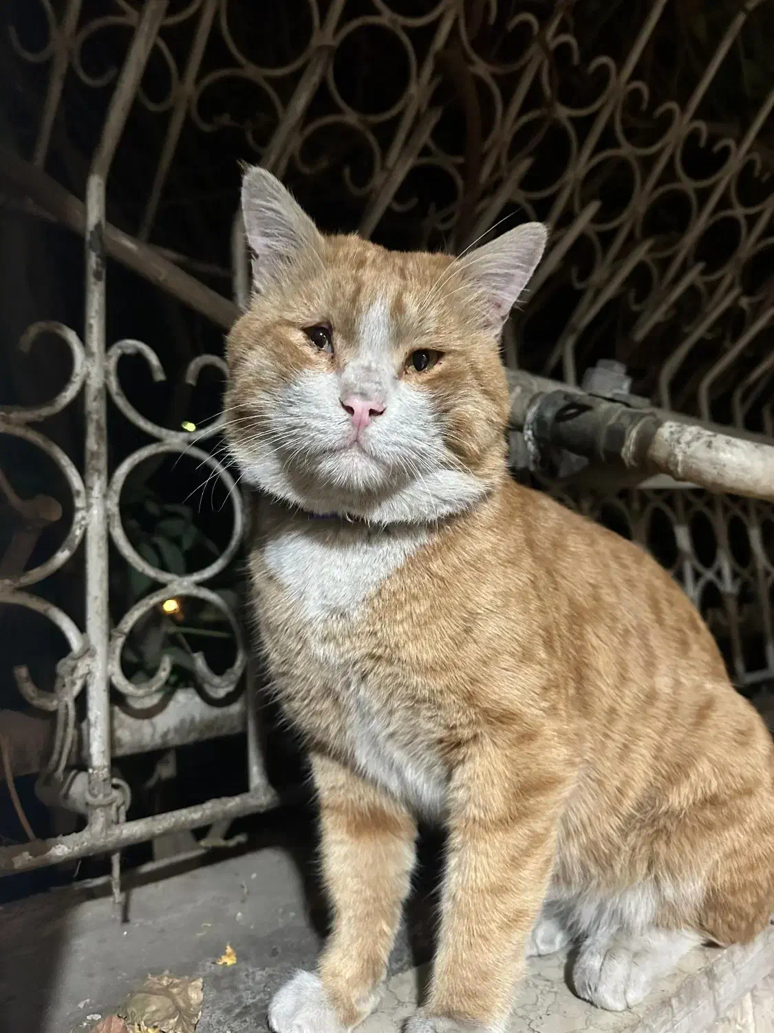 گربه پیدا شده|حیوانات|تهران, توحید|دیوار