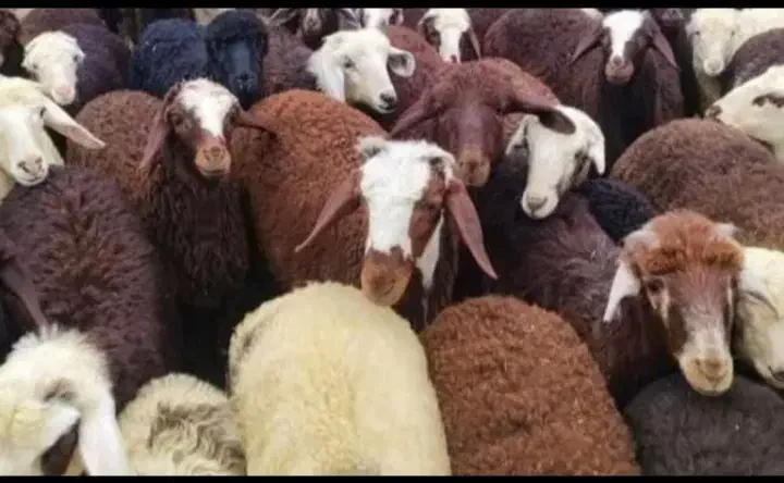 بره.گوسپند.میش .بز .قوچ فروش|حیوانات مزرعه|محمدیه-قزوین, |دیوار